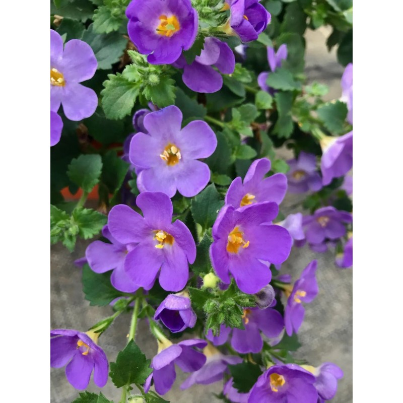 Bacopa bleu (Supendu/retombant)