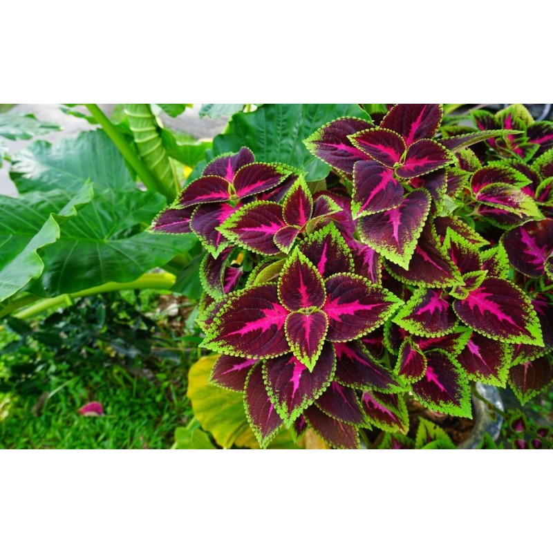 Plectranthus (Suspendu/Retombant)