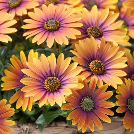 Ostéospernum orange