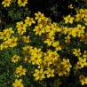 Bidens jaune (Suspendu/retombant)