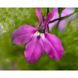 Lobélia pendula rose (Suspendu/Retombant)