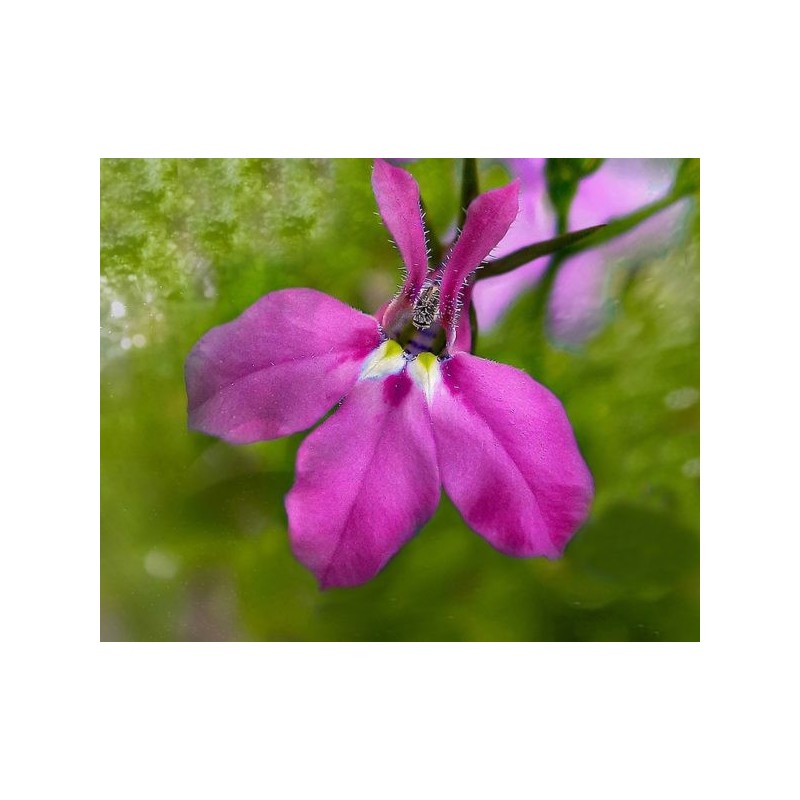 Lobélia pendula rose (Suspendu/Retombant)