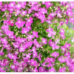 Lobélia pendula rose (Suspendu/Retombant)