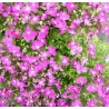 Lobélia pendula rose (Suspendu/Retombant)