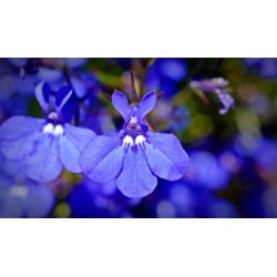 Lobélia pendula bleu (Suspendu/Retombant)