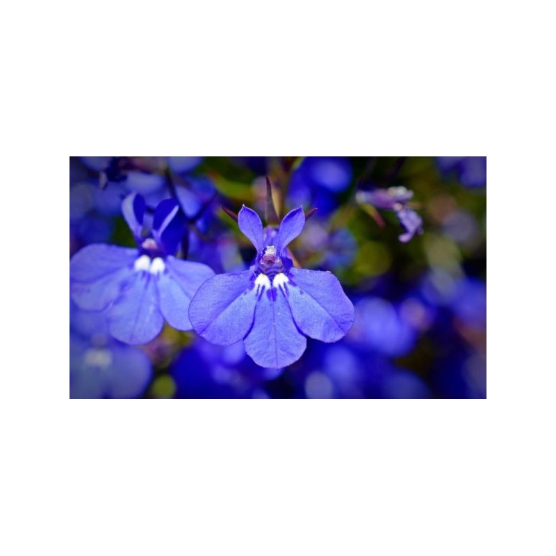 Lobélia pendula bleu (Suspendu/Retombant)