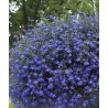 Lobélia pendula bleu (Suspendu/Retombant)