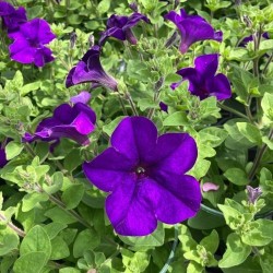 Surfinia bleu  (Suspendu/retombant)