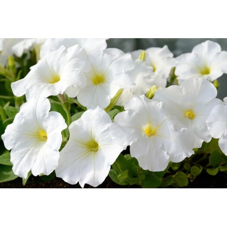 Pétunia blanc (Pots de 9 cm)