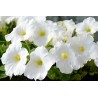 Pétunia blanc (Pots de 9 cm)