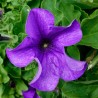 Pétunia bleu (Pots de 9 cm)