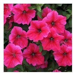 Pétunia rose (Pots de 9 cm)