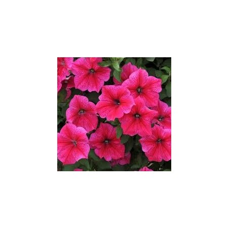 Pétunia rose (Pots de 9 cm)