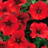 Pétunia rouge (Pots de 9 cm)