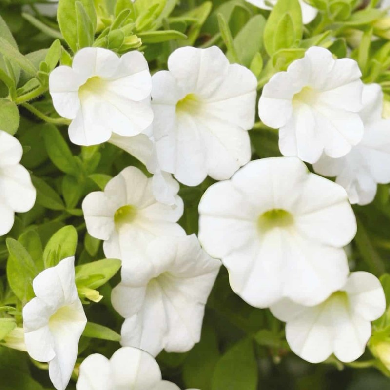 Million bells blanc (Pot de 24 cm à 3 plantes)