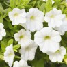 Million bells blanc (Pot de 24 cm à 3 plantes)