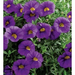 Million bells bleu (Pot de 24 cm à 3 plantes)