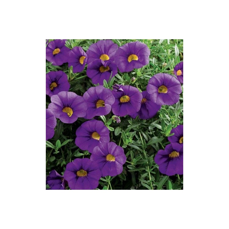 Million bells bleu (Pot de 24 cm à 3 plantes)