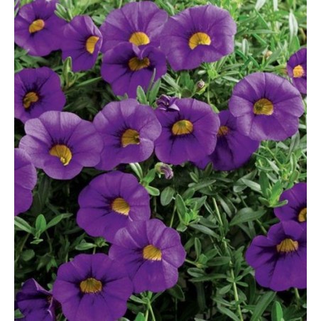 Million bells bleu (Pot de 24 cm à 3 plantes)