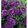 Million bells bleu (Pot de 24 cm à 3 plantes)