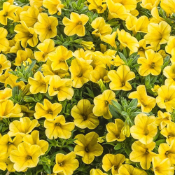 Million bells jaune (Pot de 24 cm à 3 plantes)