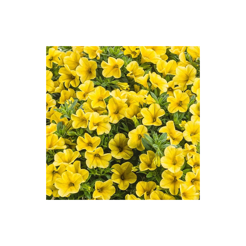 Million bells jaune (Pot de 24 cm à 3 plantes)