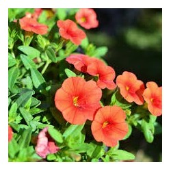 Million bells orange (Pot de 24 cm à 3 plantes)