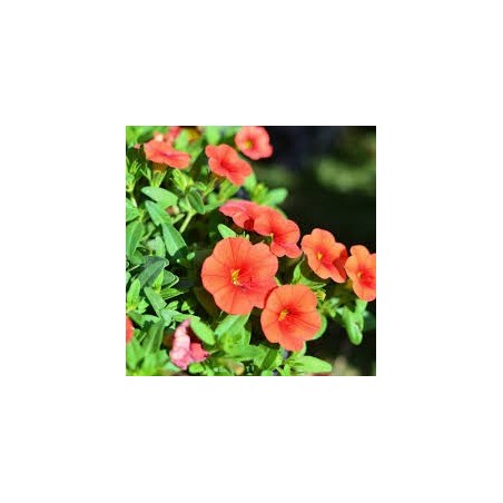 Million bells orange (Pot de 24 cm à 3 plantes)