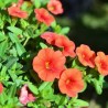 Million bells orange (Pot de 24 cm à 3 plantes)