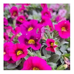 Million bells rose (Pot de 24 cm à 3 plantes)