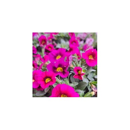 Million bells rose (Pot de 24 cm à 3 plantes)