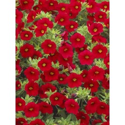 Million bells rouge (Pot de 24 cm à 3 plantes)