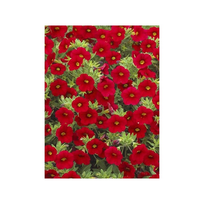 Million bells rouge (Pot de 24 cm à 3 plantes)