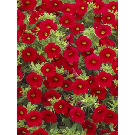 Million bells rouge (Pot de 24 cm à 3 plantes)