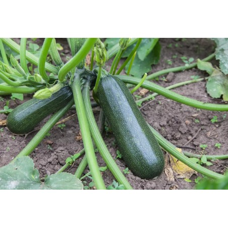 Courgette