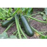 Courgette