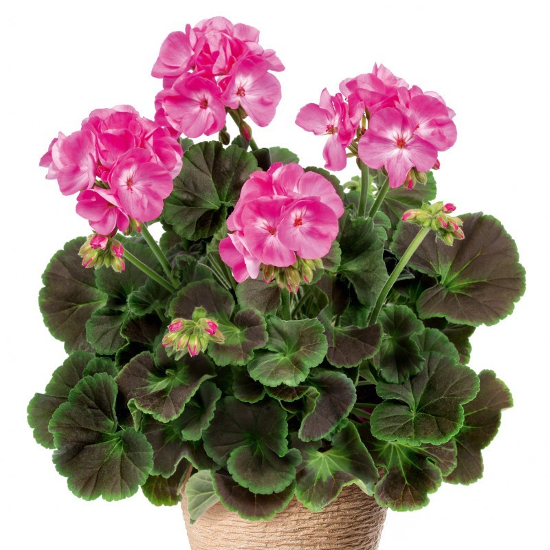 Géranium droit à double fleur rose