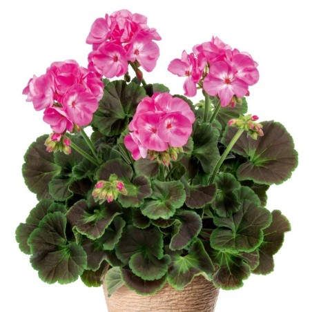 Géranium droit à double fleur rose