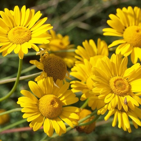 Anthémis jaune