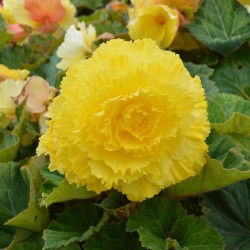 Bégonia tubéreux jaune