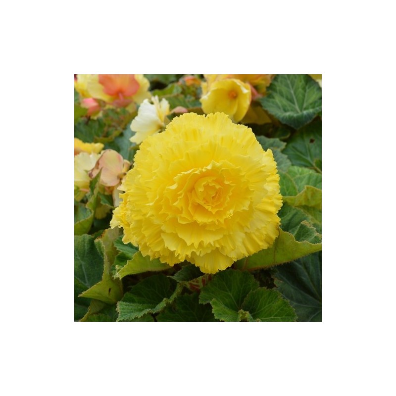 Bégonia tubéreux jaune