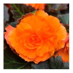 Bégonia tubéreux orange