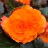 Bégonia tubéreux orange