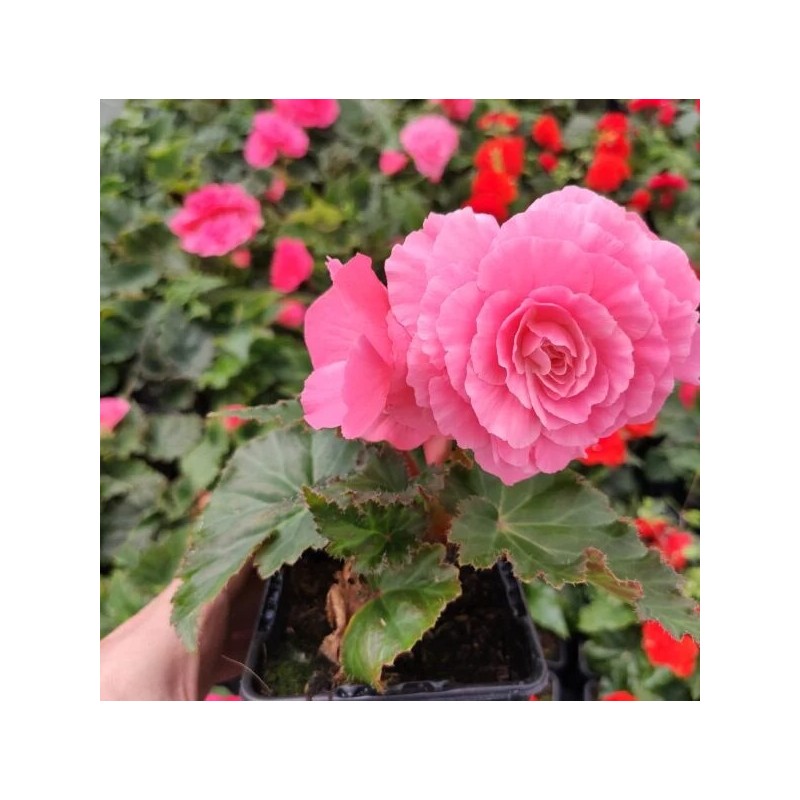 Bégonia tubéreux rose