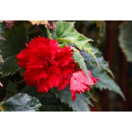 Bégonia tubéreux rouge