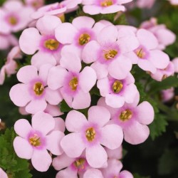 Bacopa rose + bleu (Suspendu/retombant)