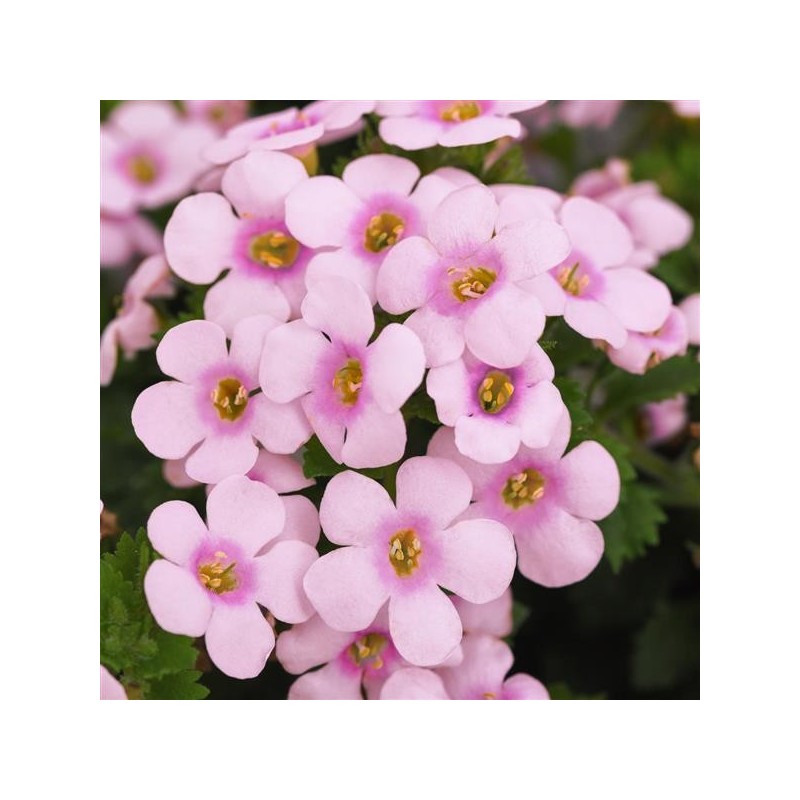 Bacopa rose + bleu (Suspendu/retombant)