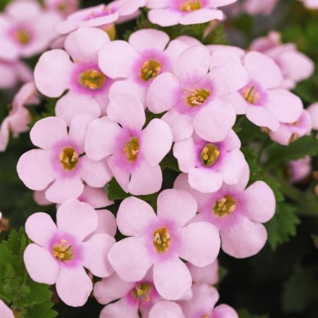 Bacopa rose + bleu (Suspendu/retombant)