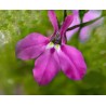 Lobélia pendula Pink + Lavender (Suspendu/Retombant)