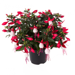 Fuschia rouge et blanc